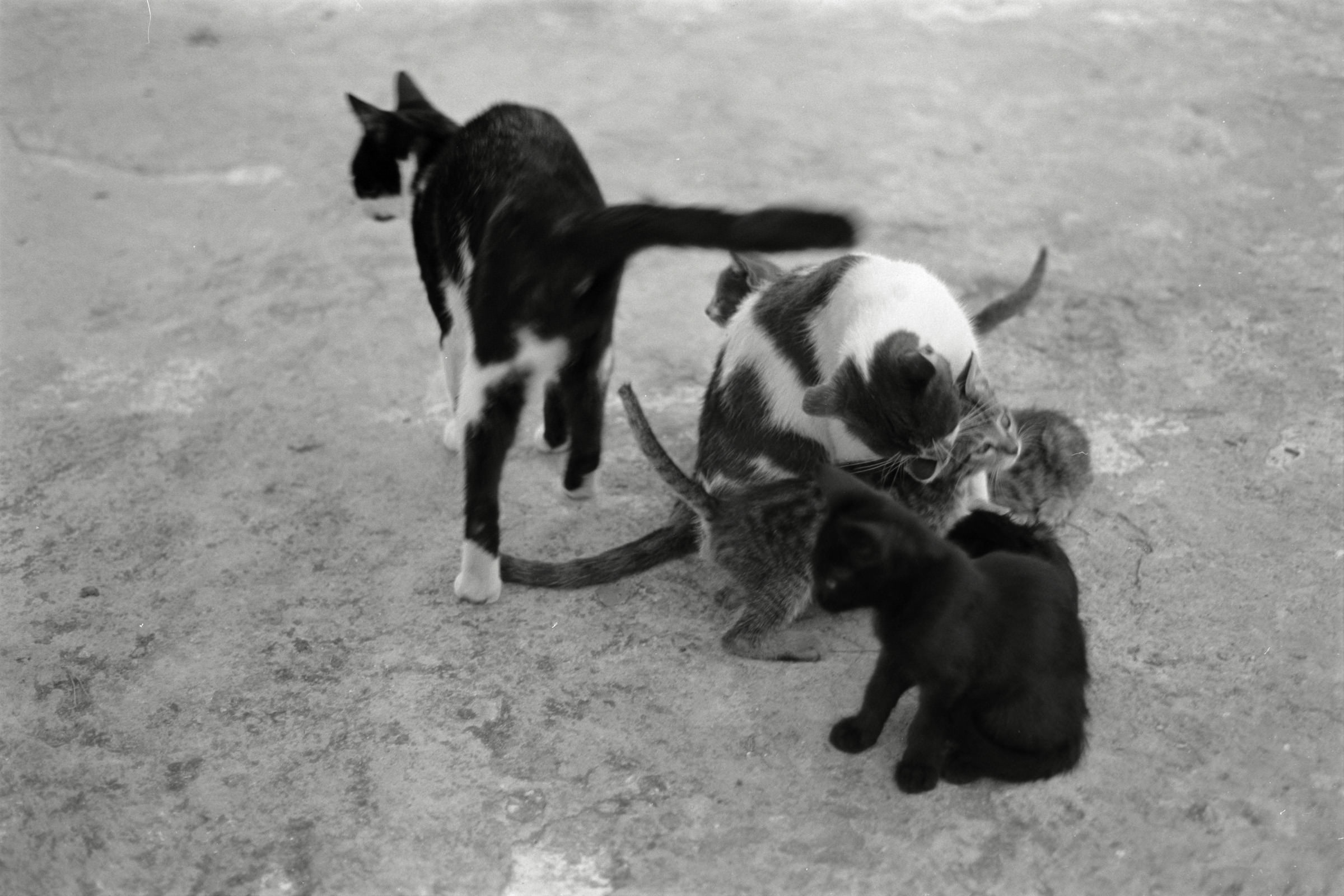 AHP F1991 09 003 sc240914 img11 NLP